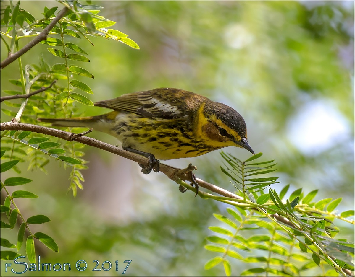 Cape May Warbler - Frank Salmon