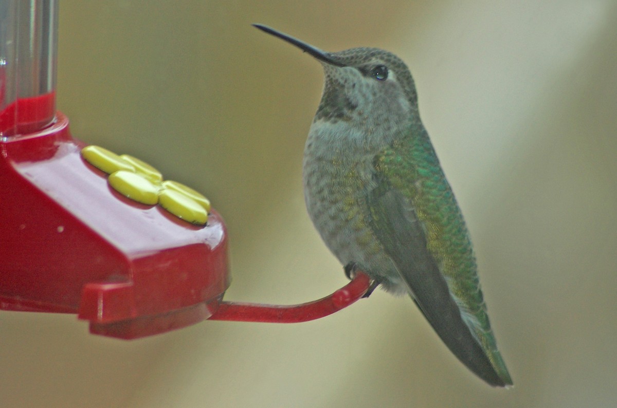 Anna's Hummingbird - ML528142611