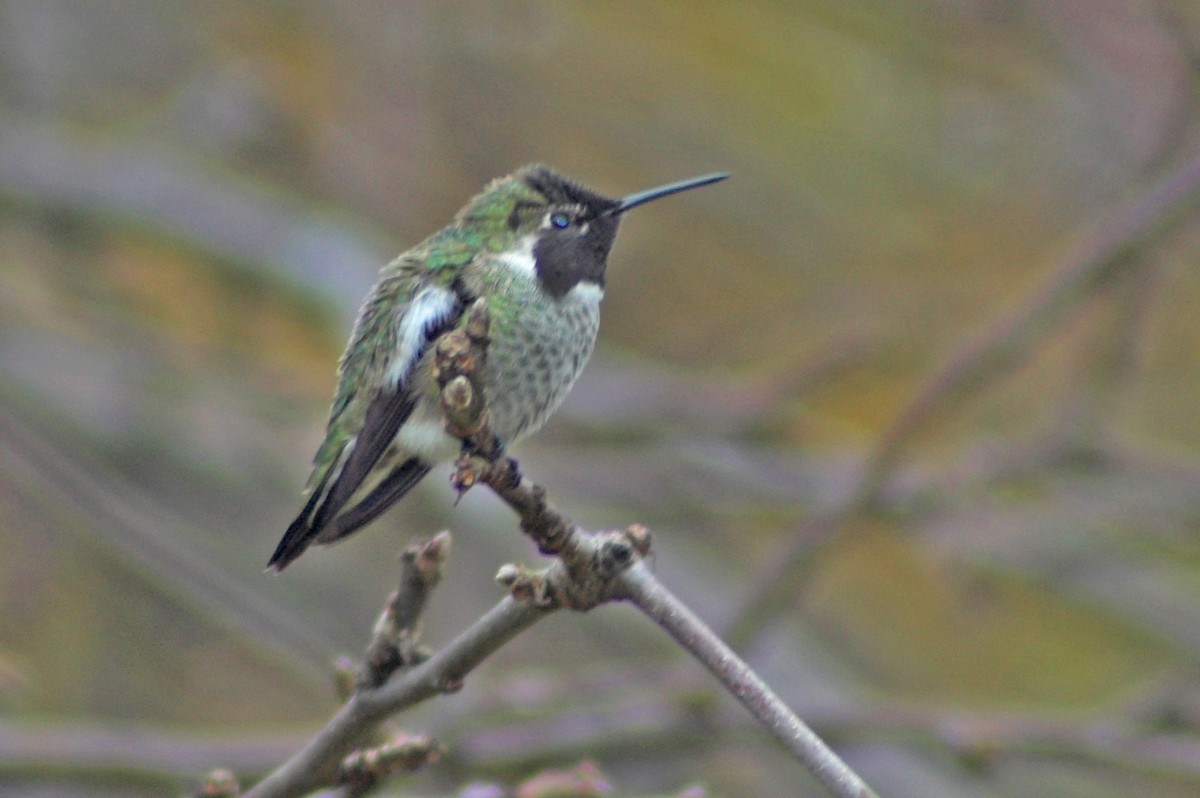 Anna's Hummingbird - ML528142961