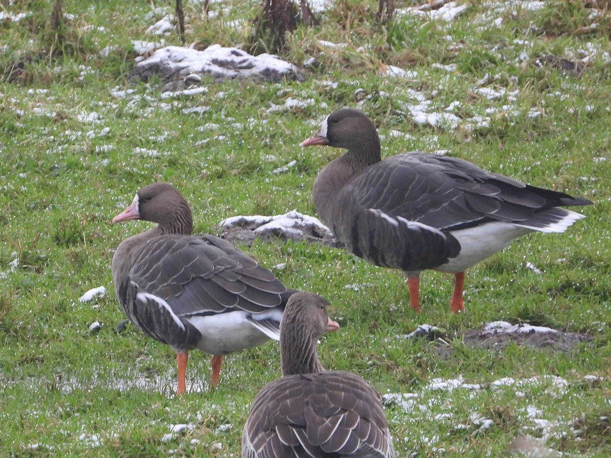 Greater White-fronted Goose - ML528145771