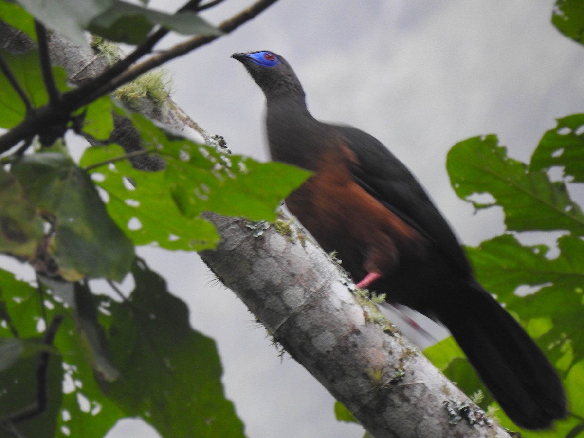 Sickle-winged Guan - ML528148161