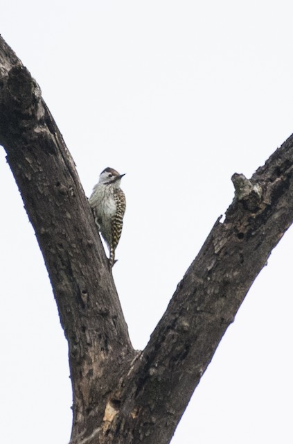 Cardinal Woodpecker