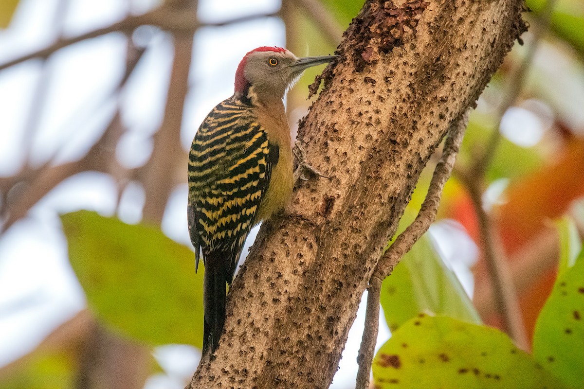 Hispaniolan Woodpecker - ML528157201