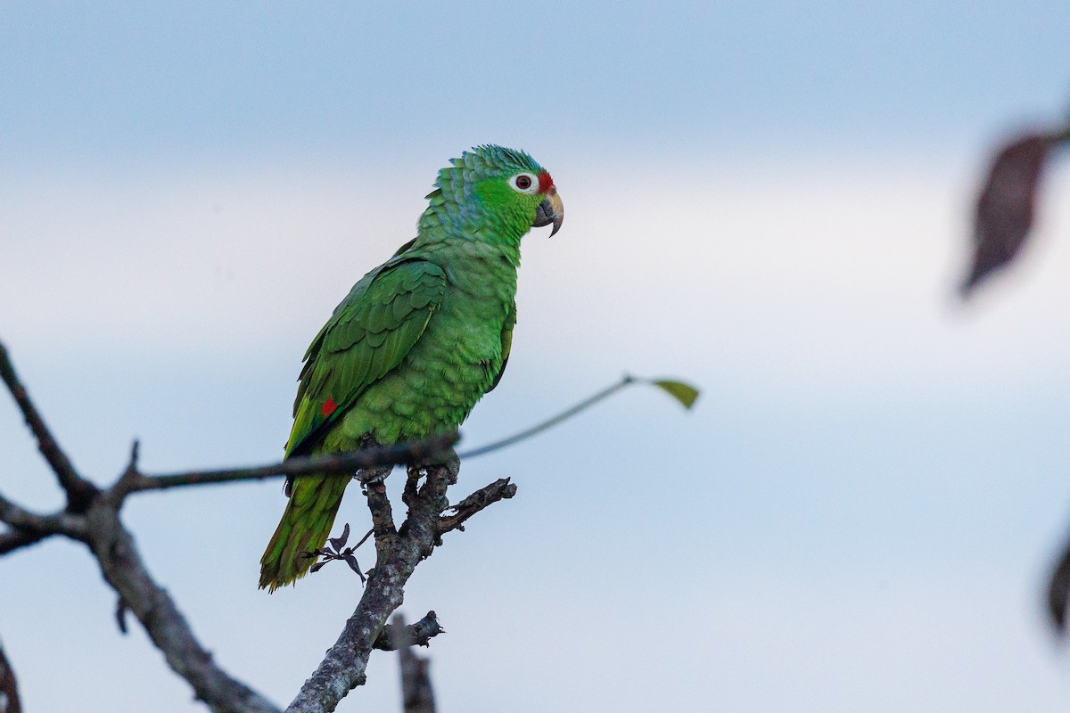 Red-lored Parrot - ML528158311