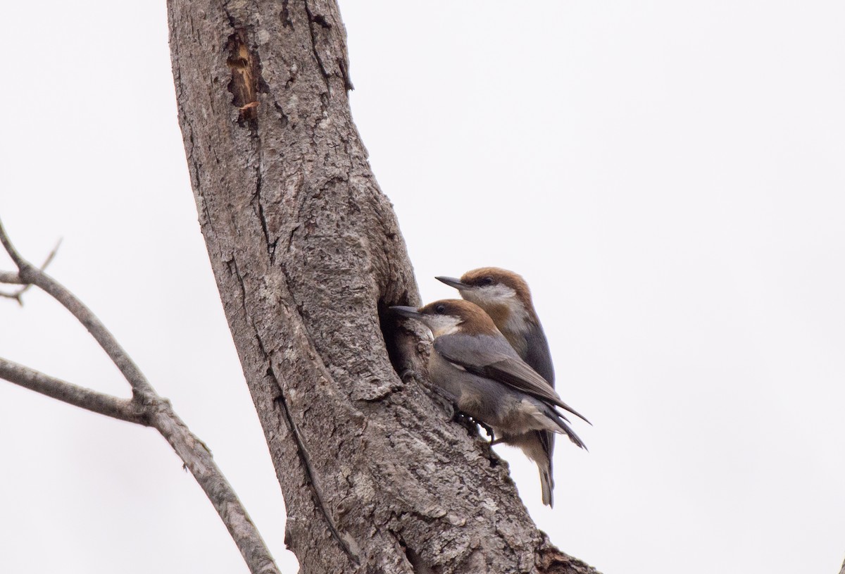 Brown-headed Nuthatch - ML528158701