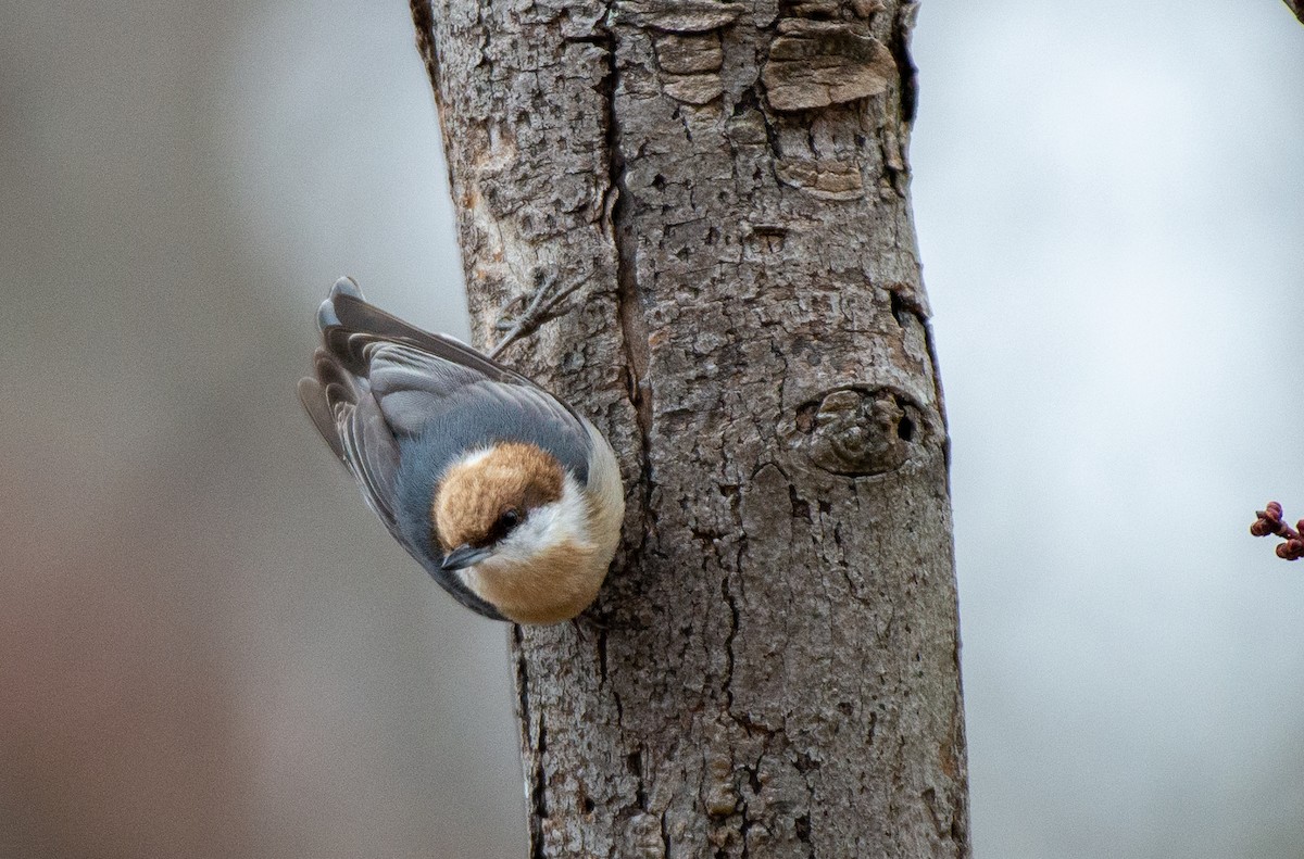 Brown-headed Nuthatch - ML528158741