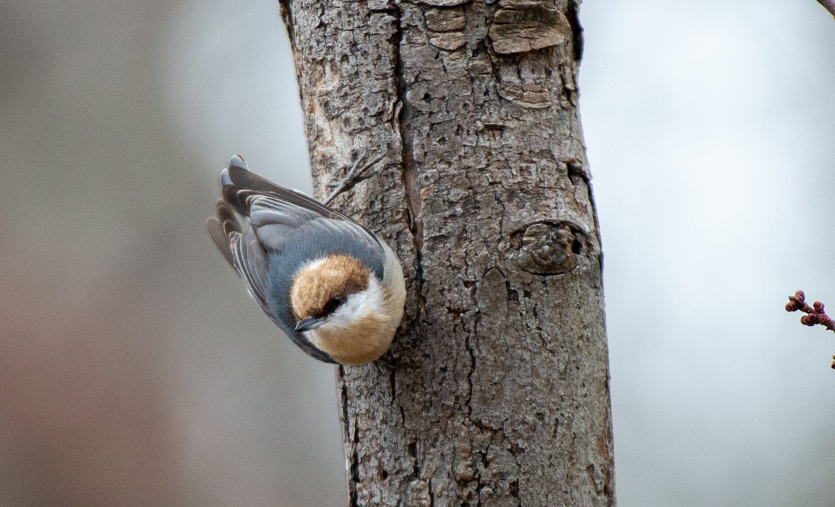 Brown-headed Nuthatch - ML528158751