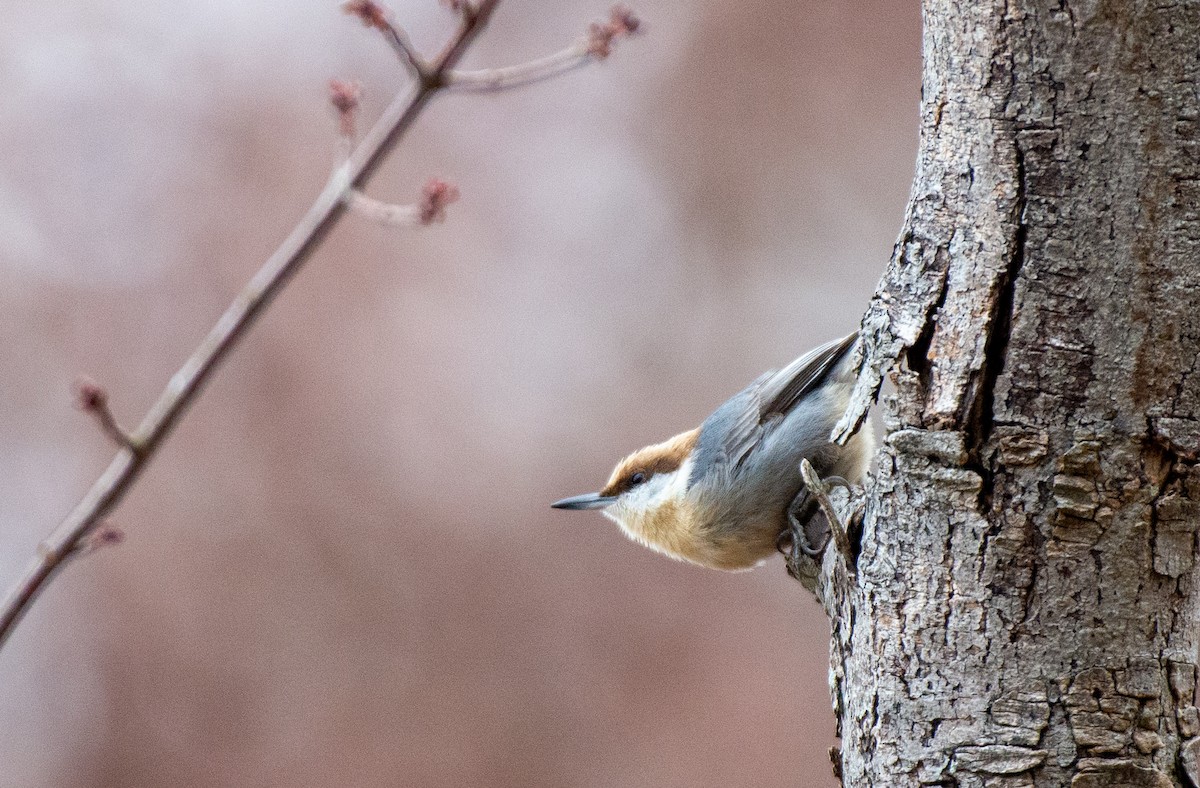 Brown-headed Nuthatch - ML528158781