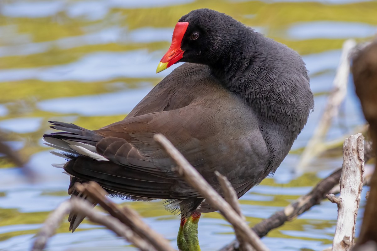 Common Gallinule - Foster Wang