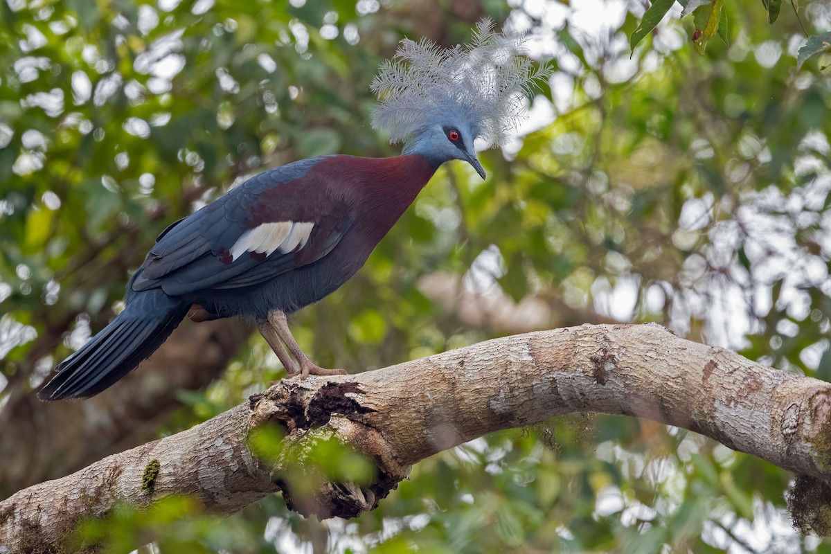 Sclater's Crowned-Pigeon - Lev Frid