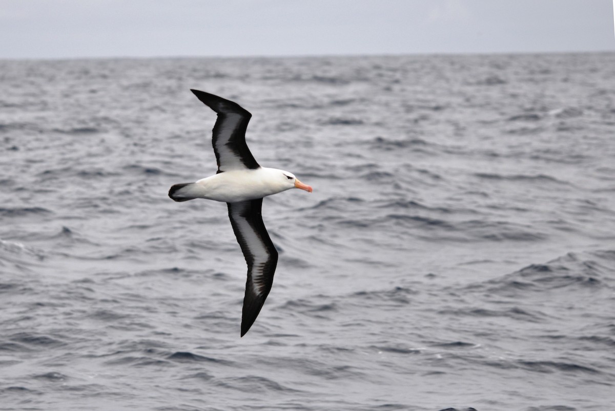 Black-browed Albatross - Heidi Krajewsky