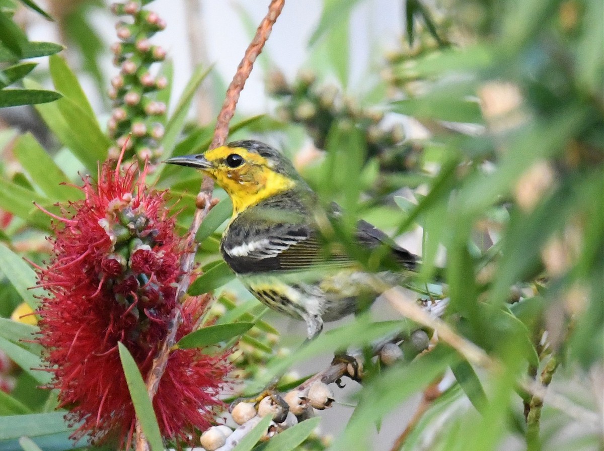 Cape May Warbler - Jerry Chen