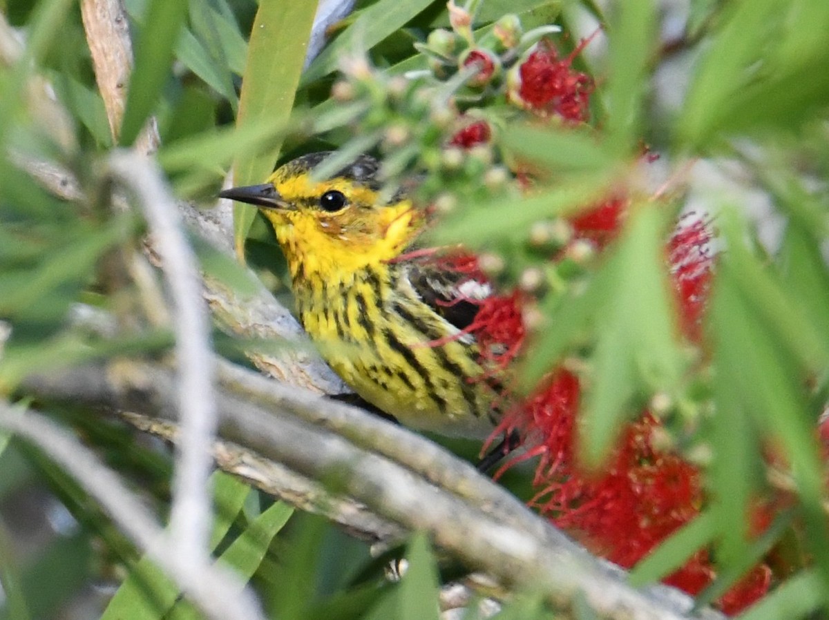 Cape May Warbler - Jerry Chen