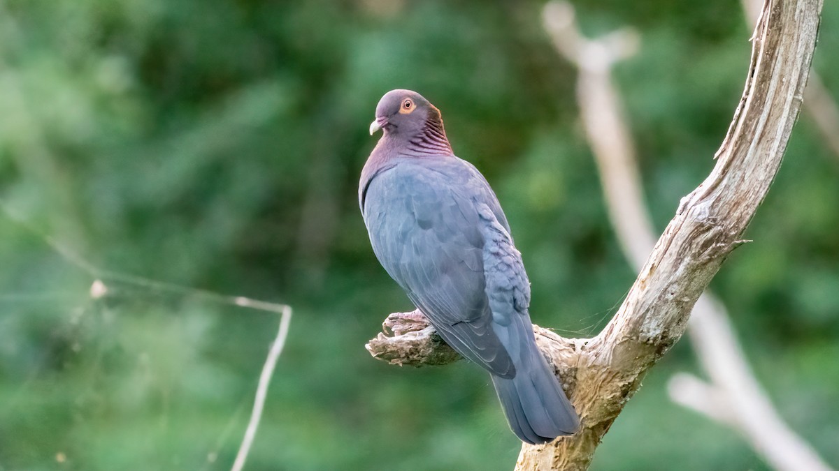 Scaly-naped Pigeon - Foster Wang
