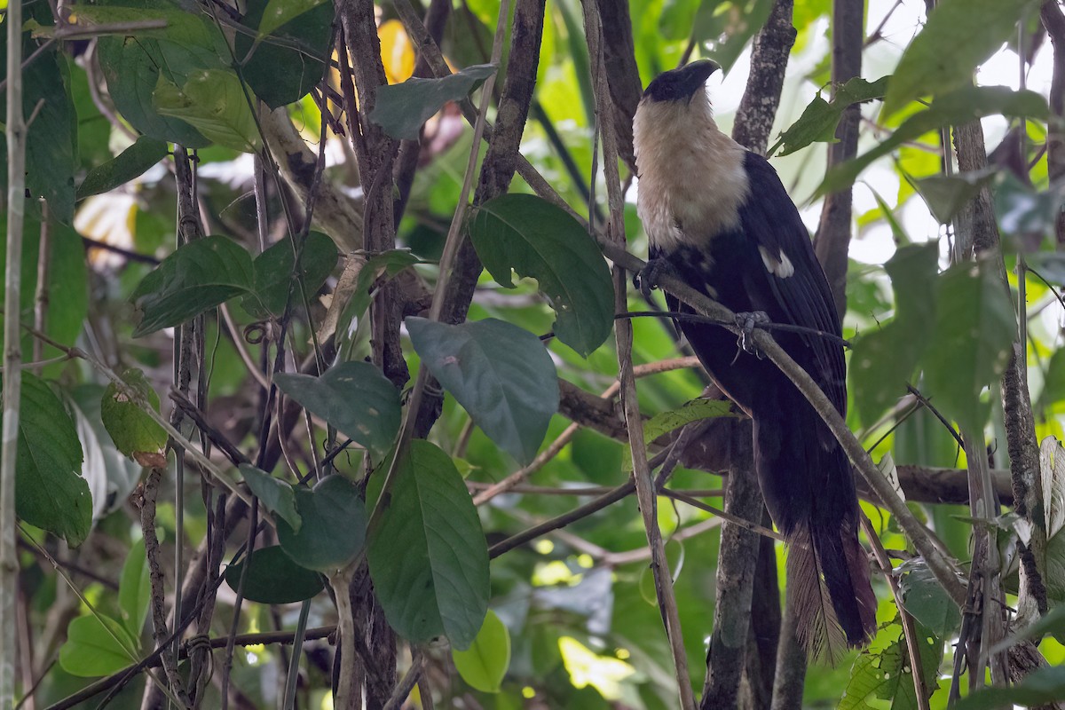 Pied Coucal - ML528163851