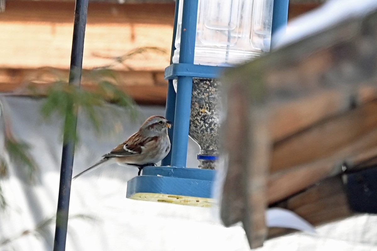 American Tree Sparrow - ML528166061