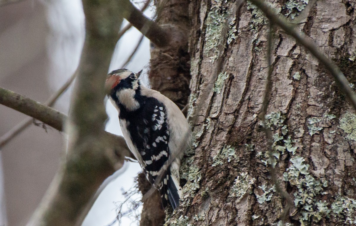 Downy Woodpecker (Eastern) - ML528166421