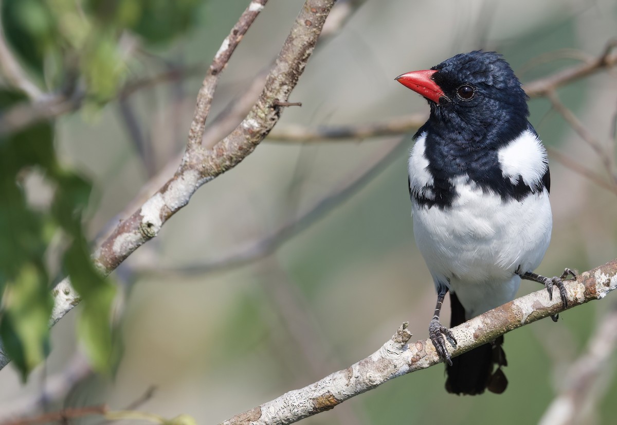 Red-billed Pied Tanager - ML528166761