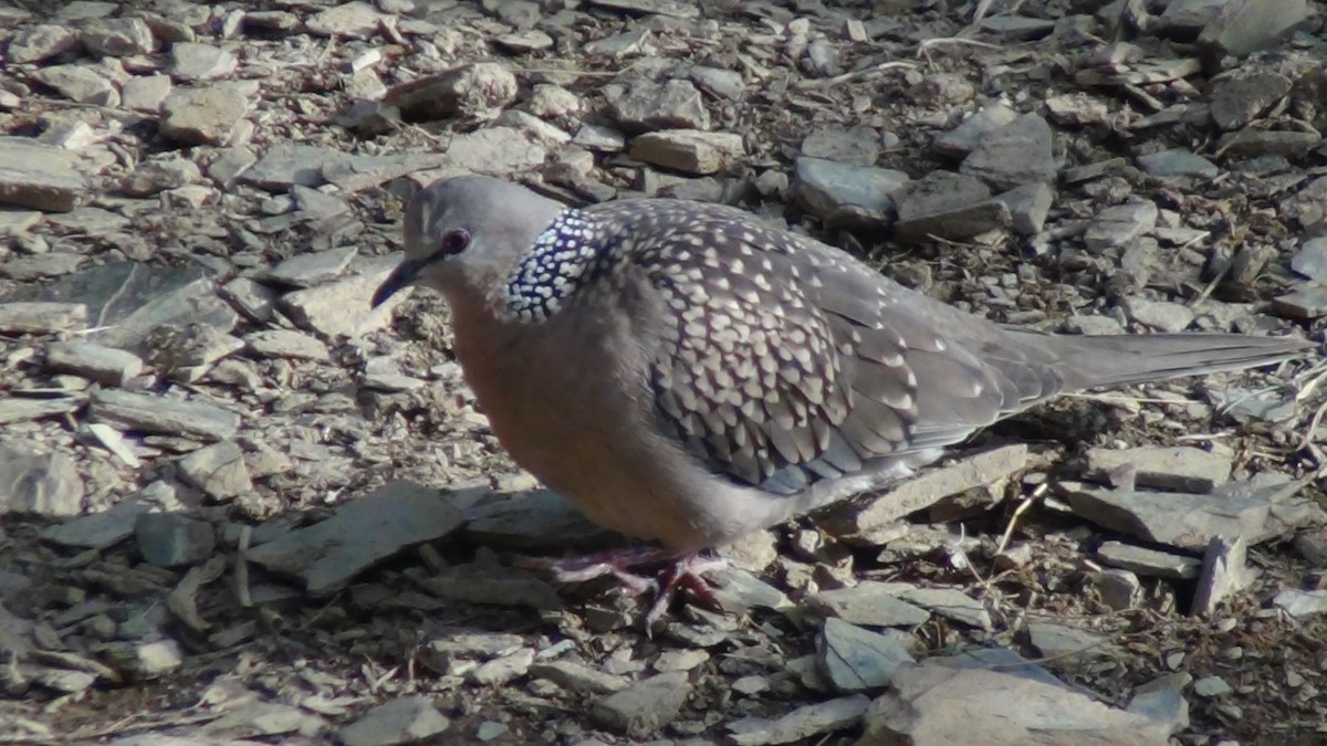 Spotted Dove - Christopher Rustay