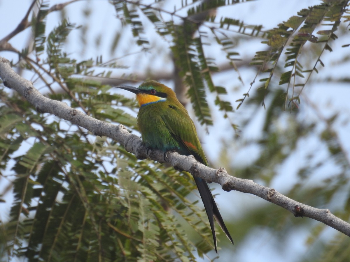 Swallow-tailed Bee-eater - ML528167611