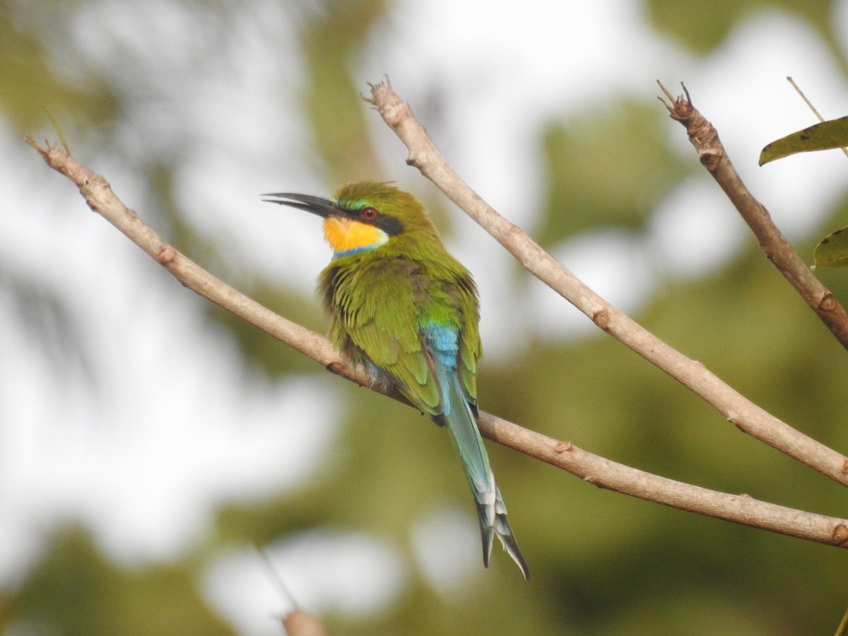 Swallow-tailed Bee-eater - ML528167621