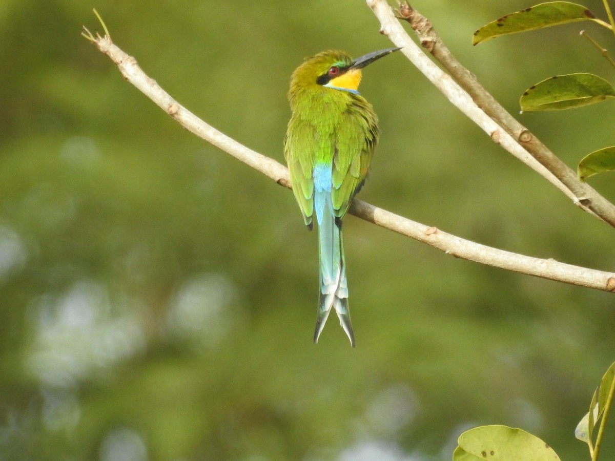 Swallow-tailed Bee-eater - ML528167641
