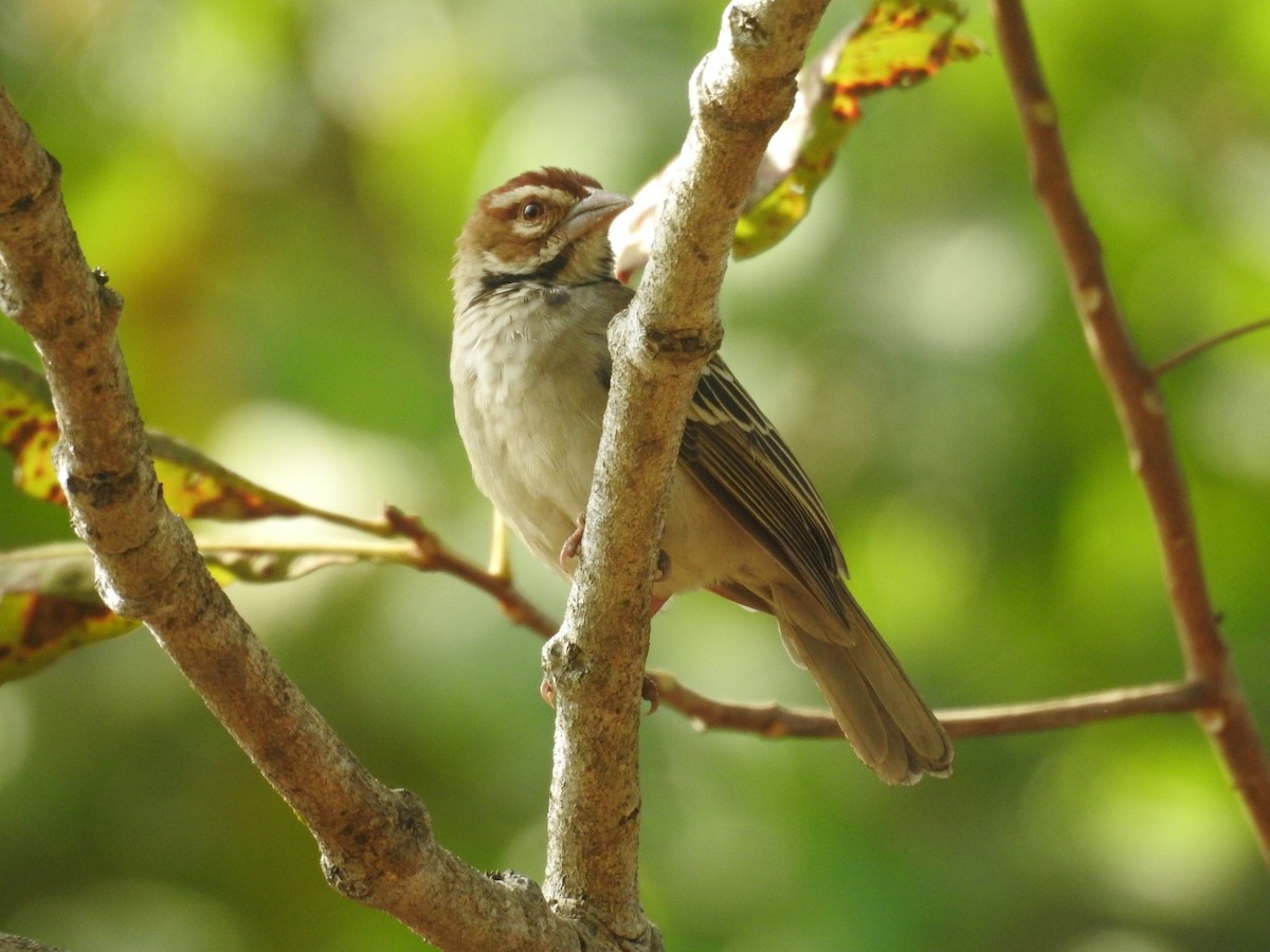 Chestnut-crowned Sparrow-Weaver - ML528168211