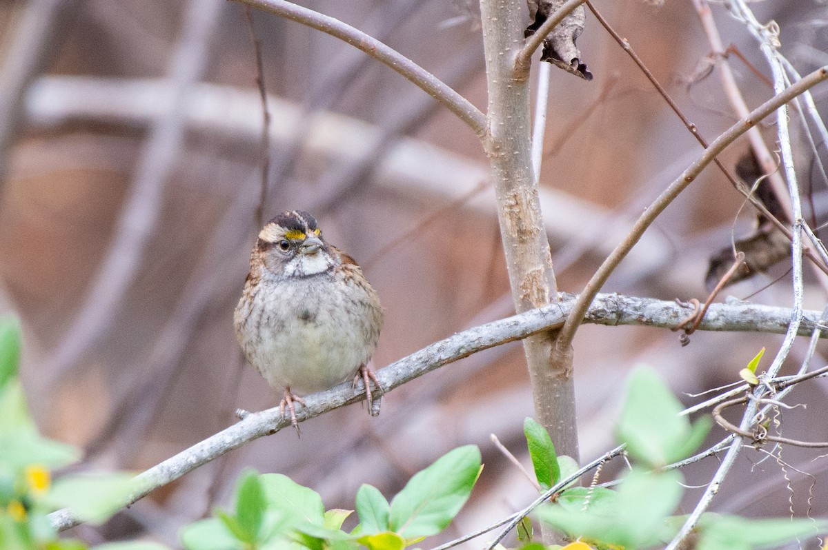 White-throated Sparrow - ML528168501