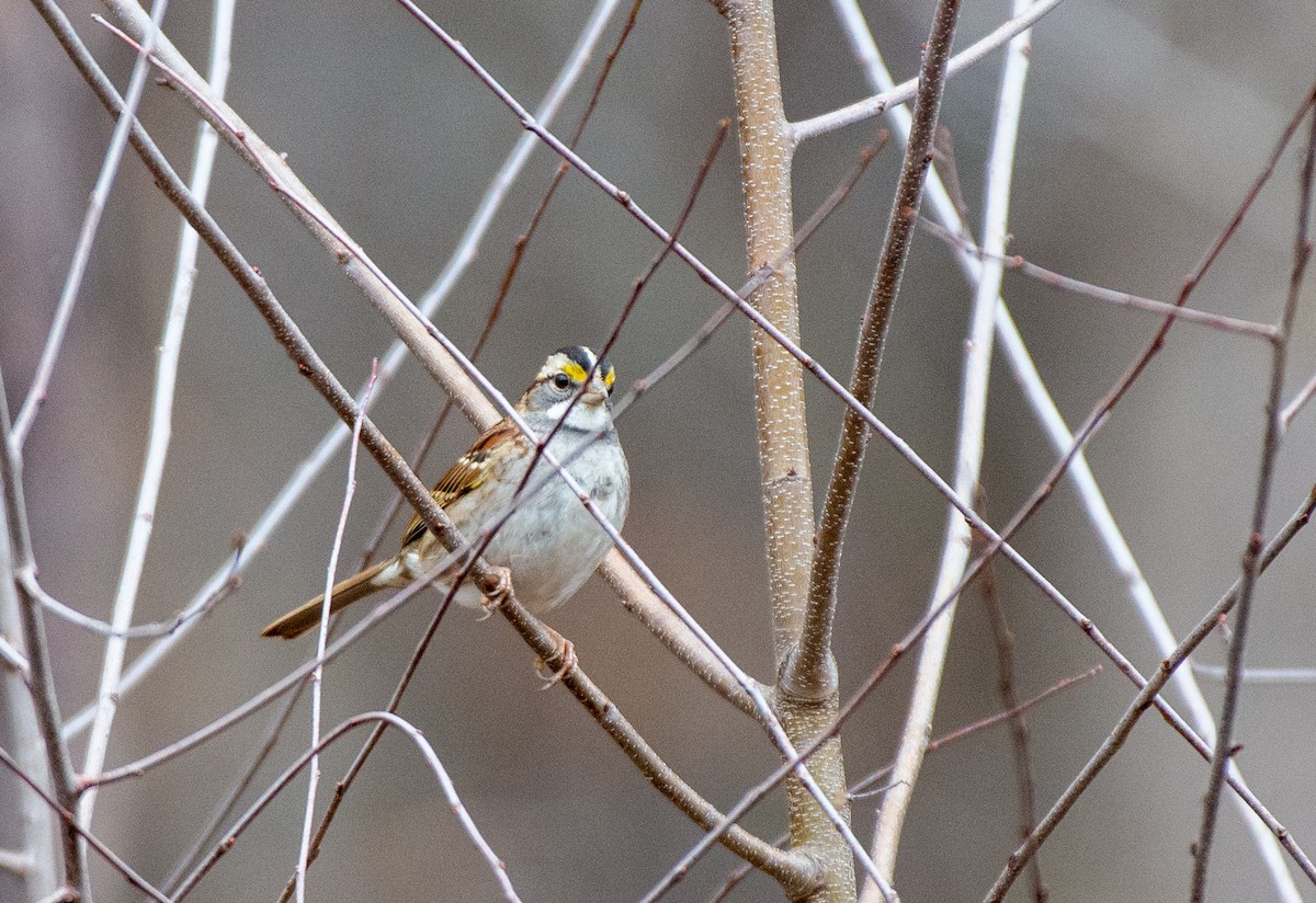 White-throated Sparrow - ML528168511