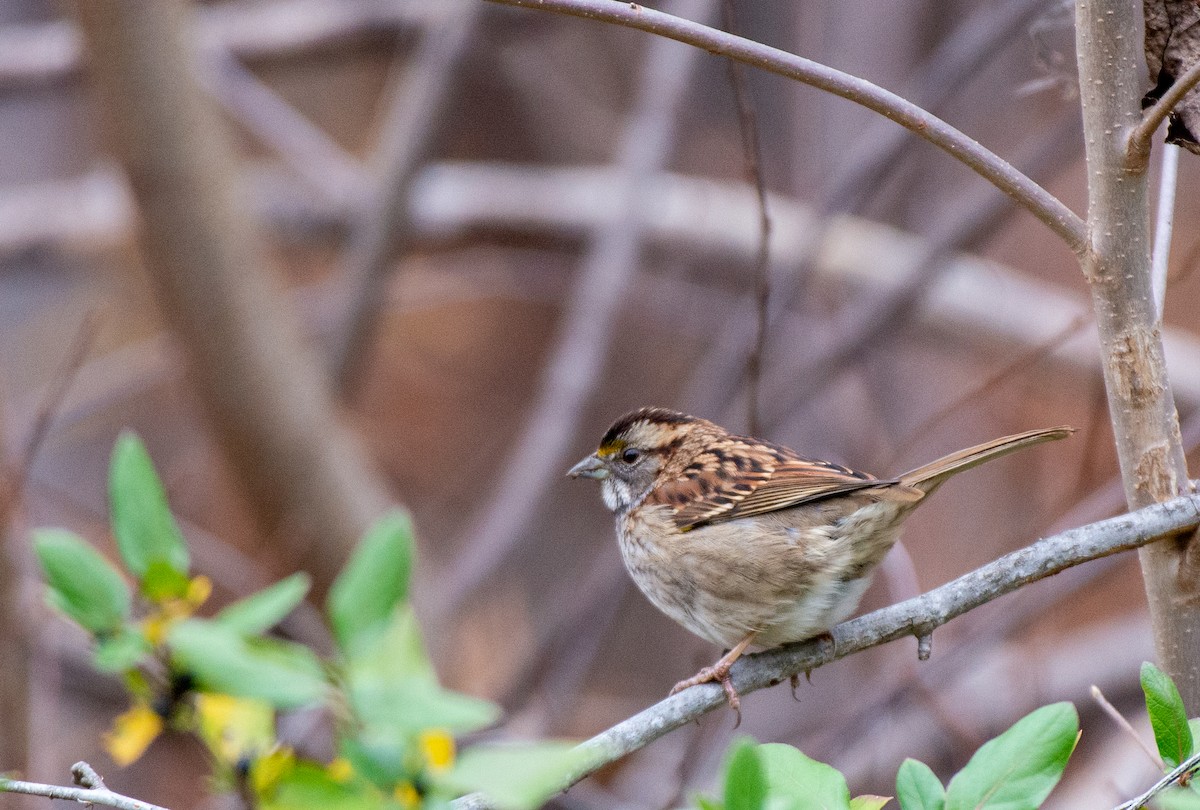 White-throated Sparrow - ML528168531