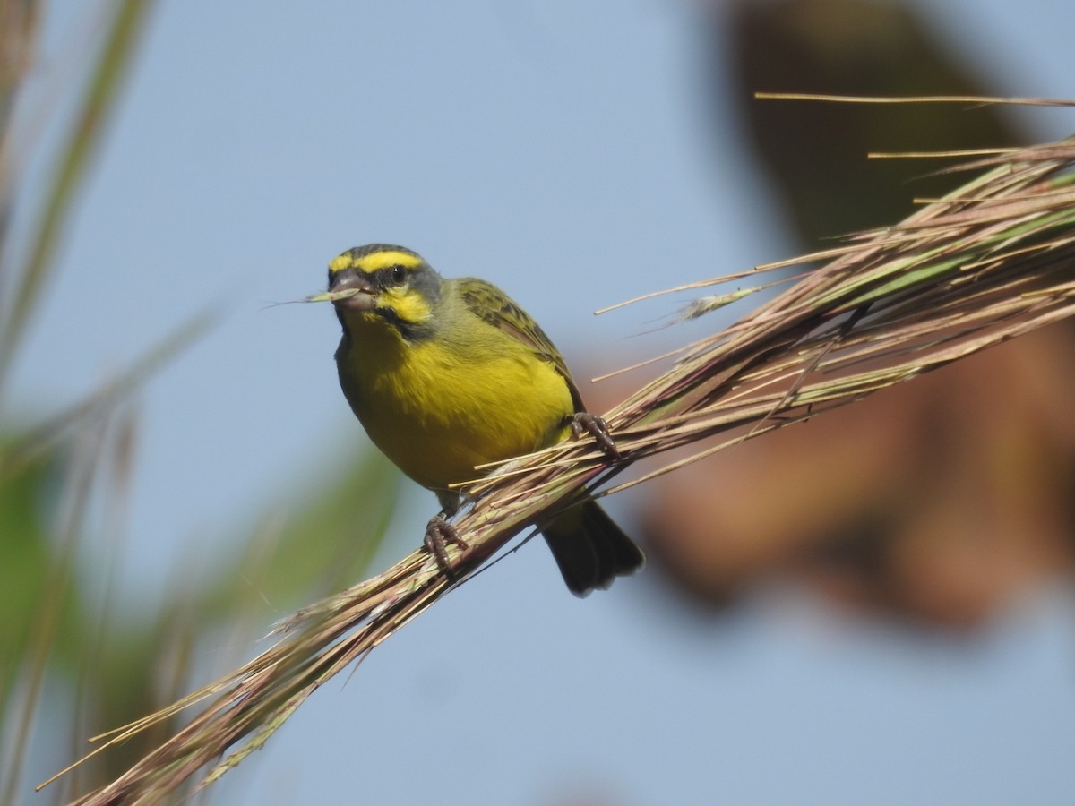 Yellow-fronted Canary - ML528168651