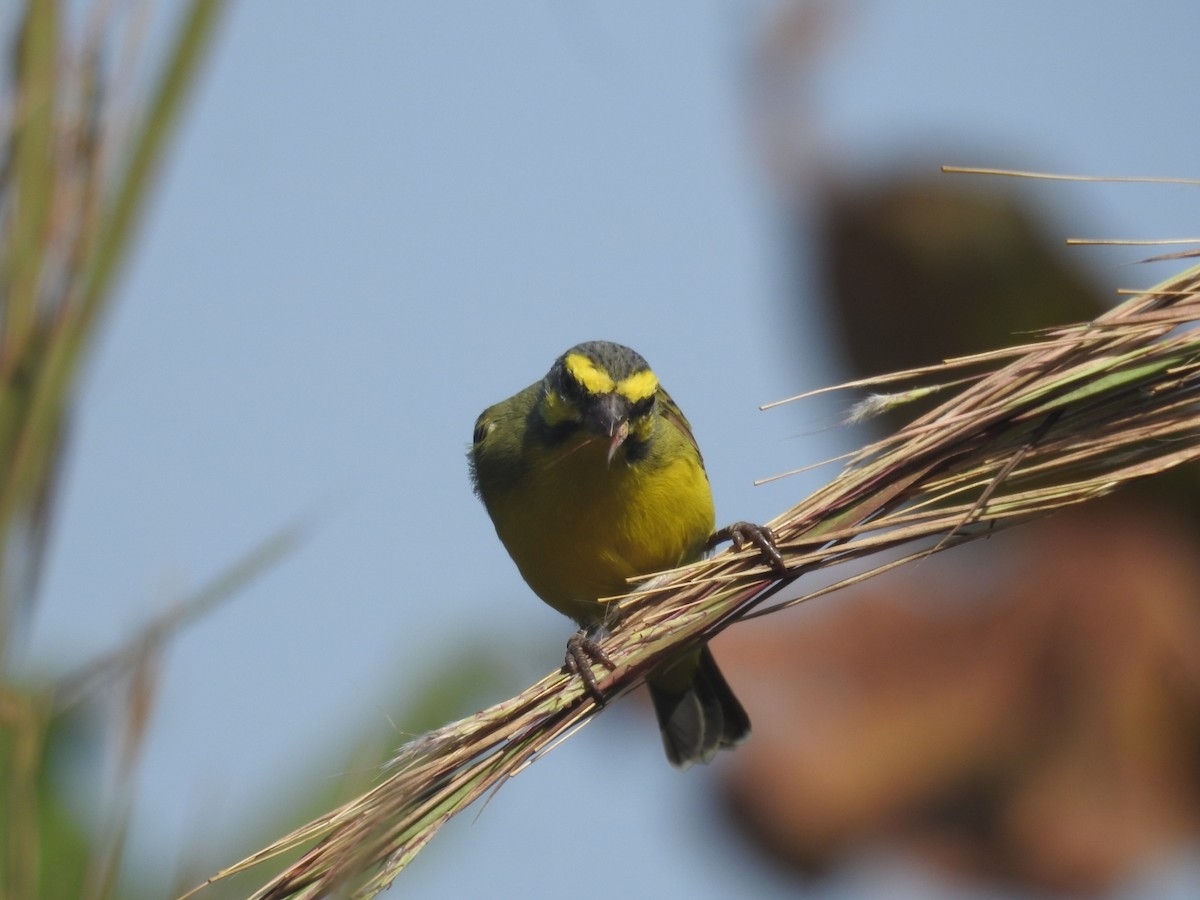 Yellow-fronted Canary - ML528168661