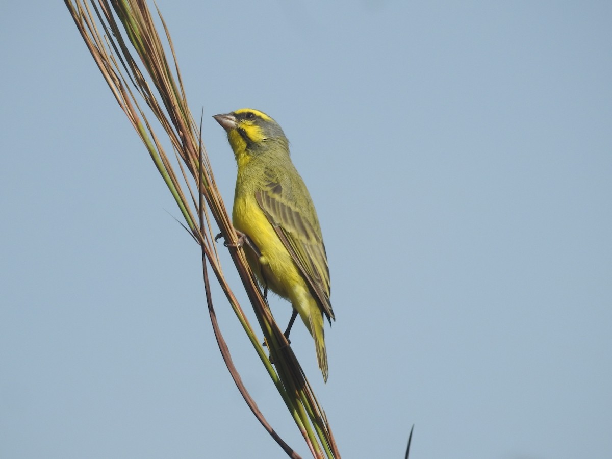 Yellow-fronted Canary - ML528168671