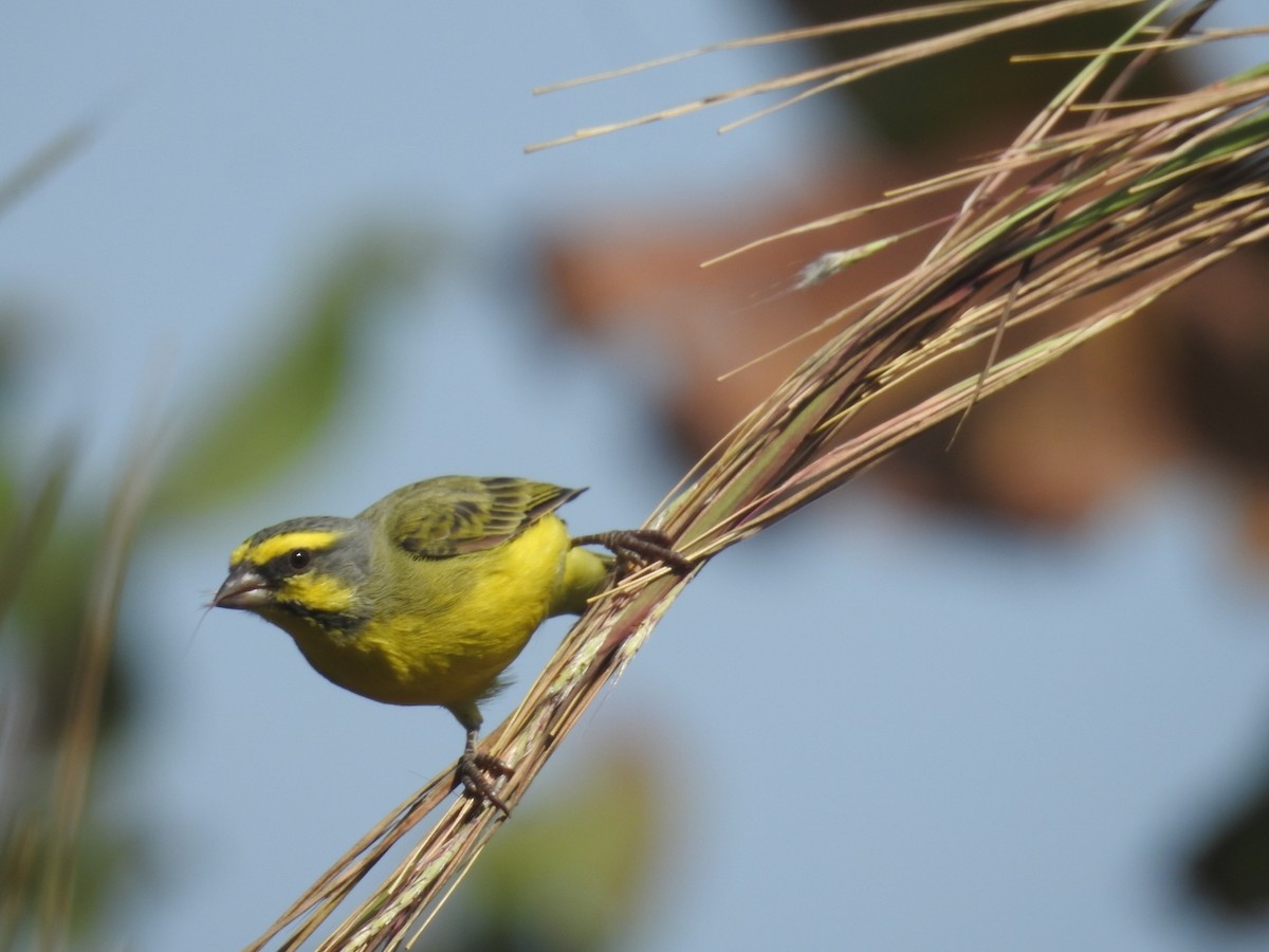 Yellow-fronted Canary - ML528168681