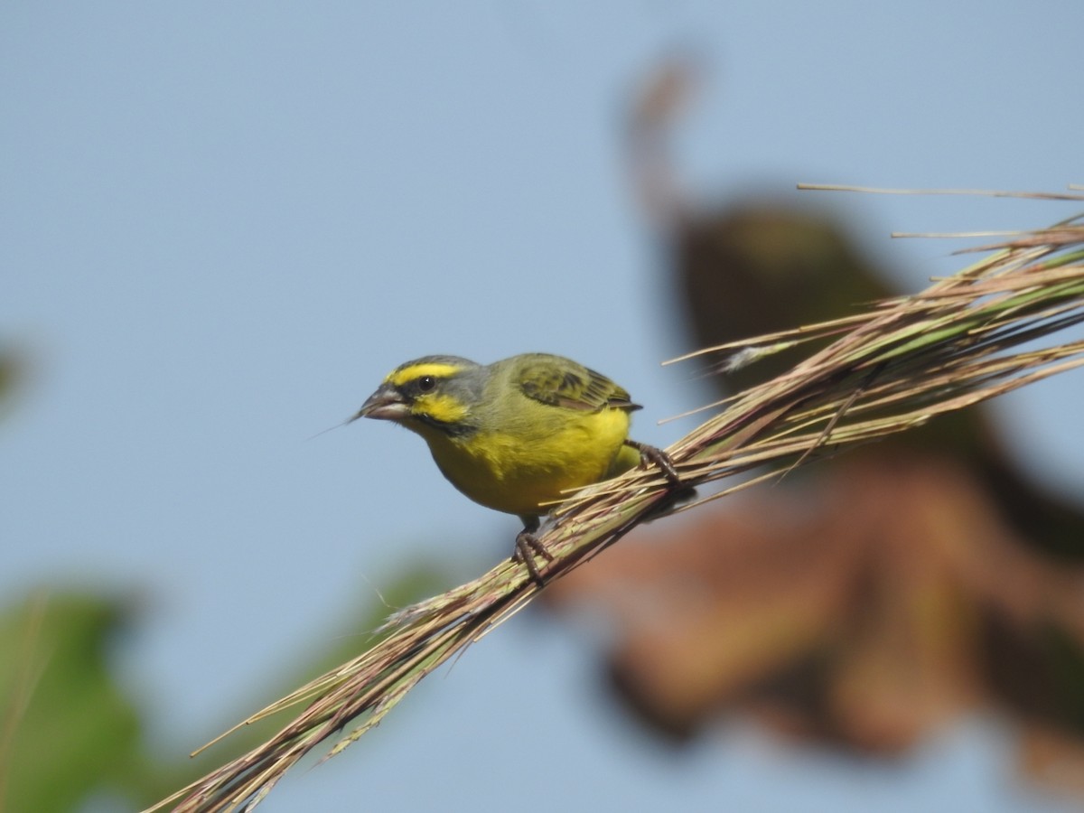 Yellow-fronted Canary - ML528168691