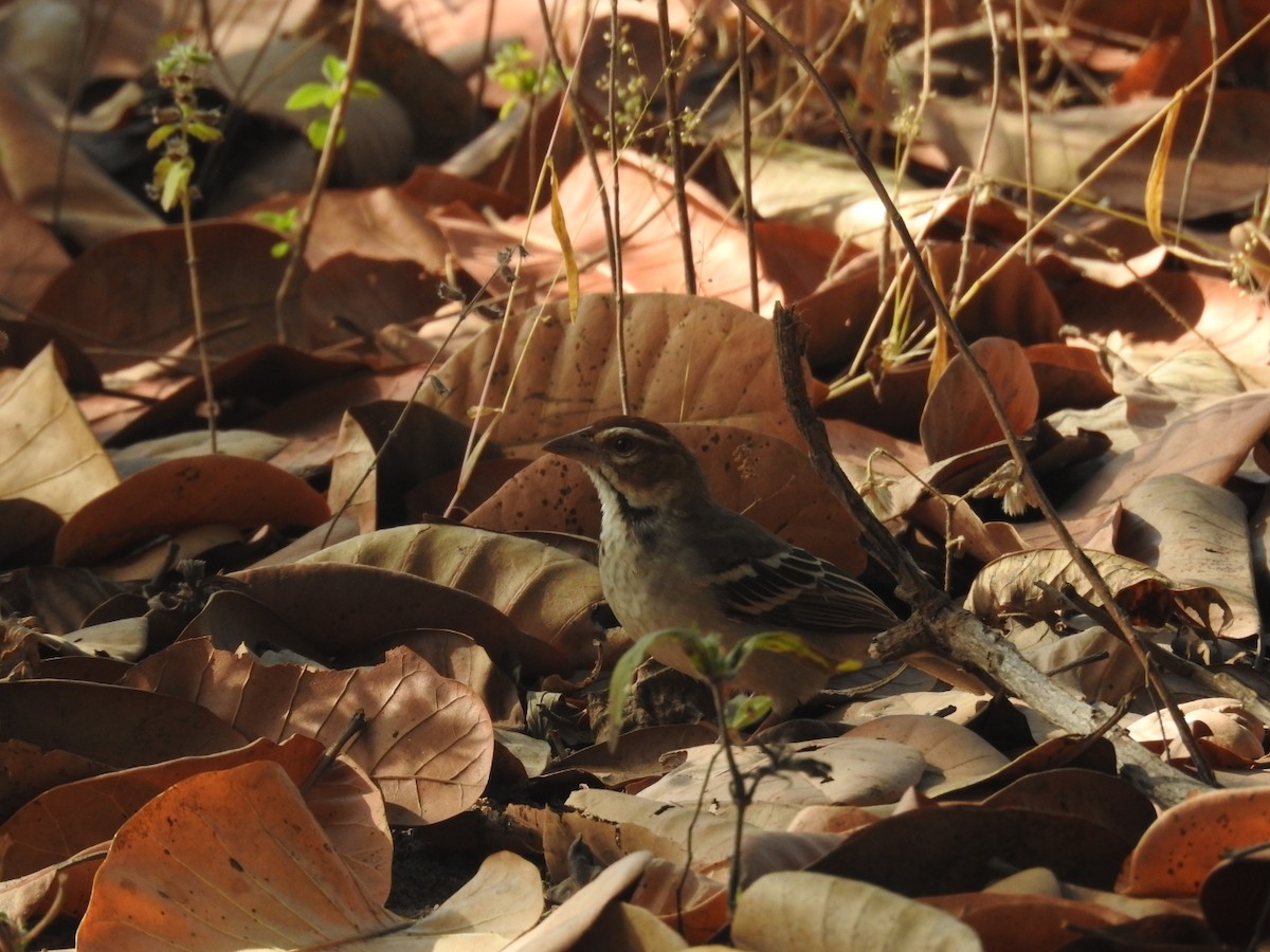 Chestnut-crowned Sparrow-Weaver - ML528169031