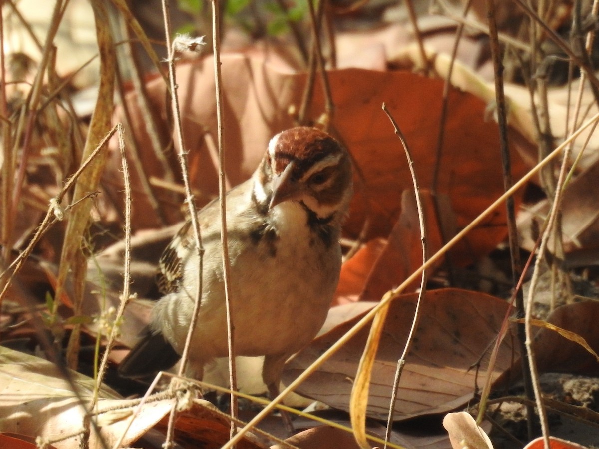 Chestnut-crowned Sparrow-Weaver - ML528169041