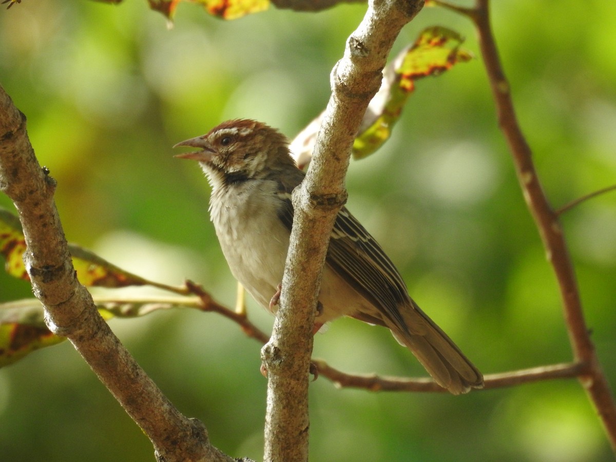 Chestnut-crowned Sparrow-Weaver - ML528169051