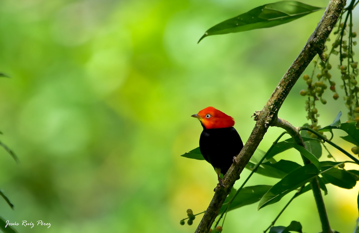 Red-capped Manakin - ML528171961