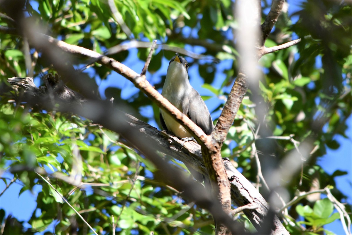 Mangrove Cuckoo - ML528172191