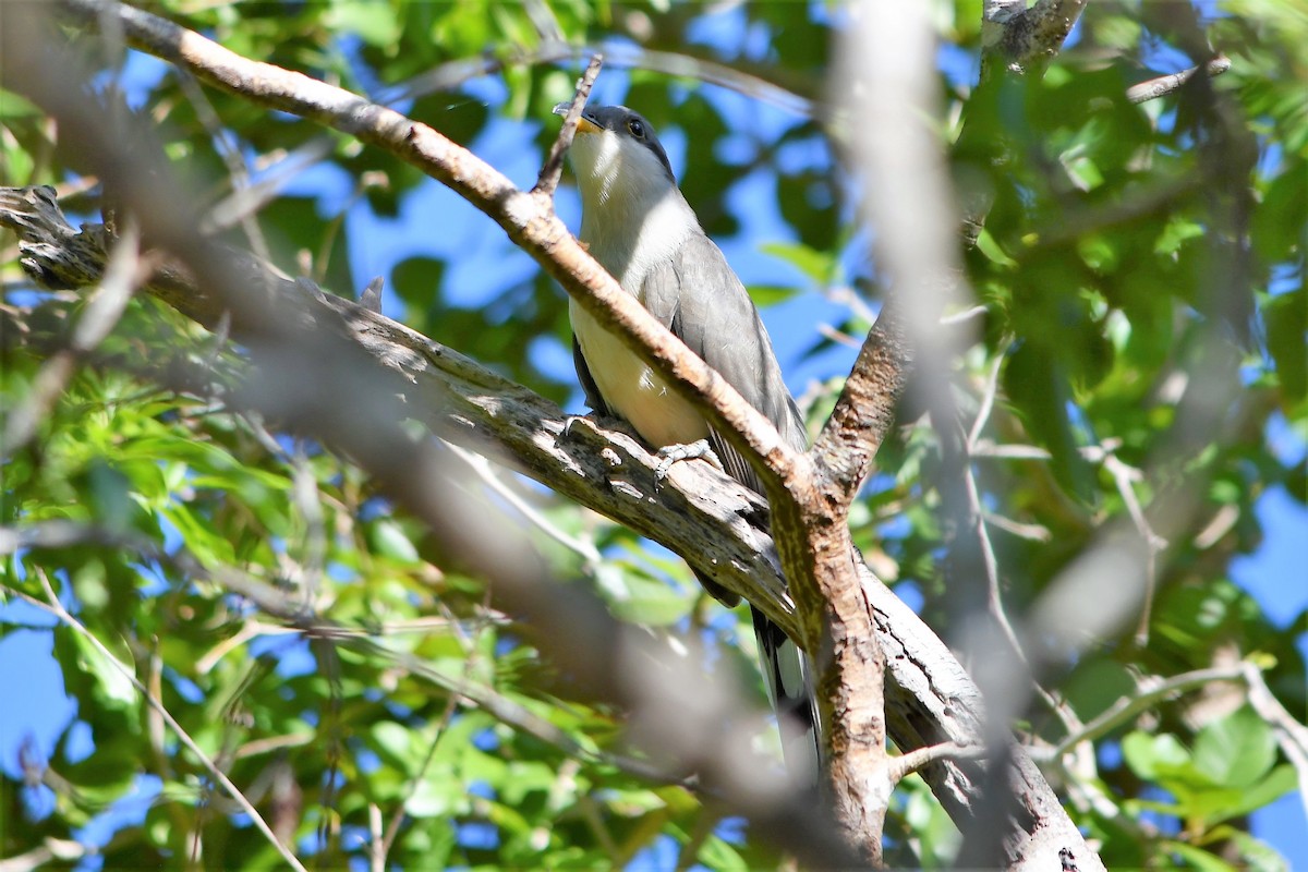 Mangrove Cuckoo - ML528172201