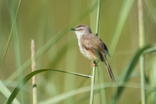 Tawny-flanked Prinia