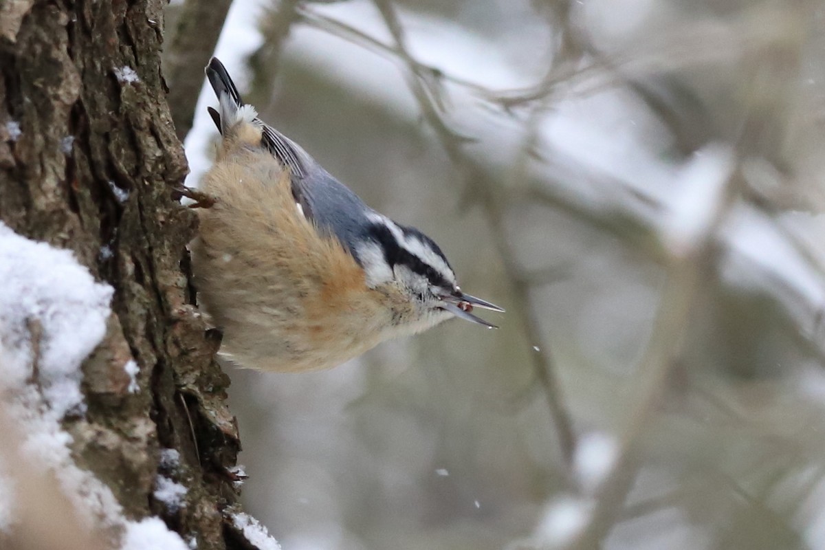 Red-breasted Nuthatch - ML528175771