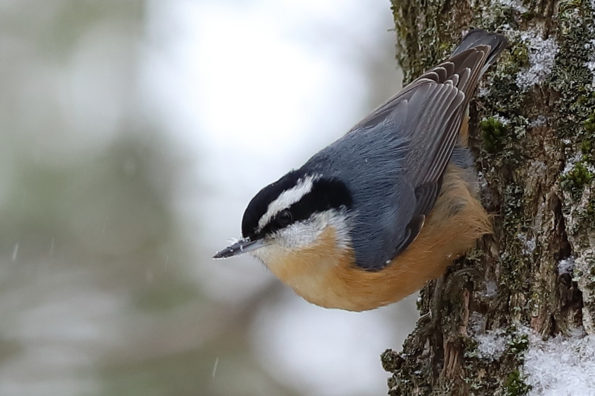 Red-breasted Nuthatch - ML528175791
