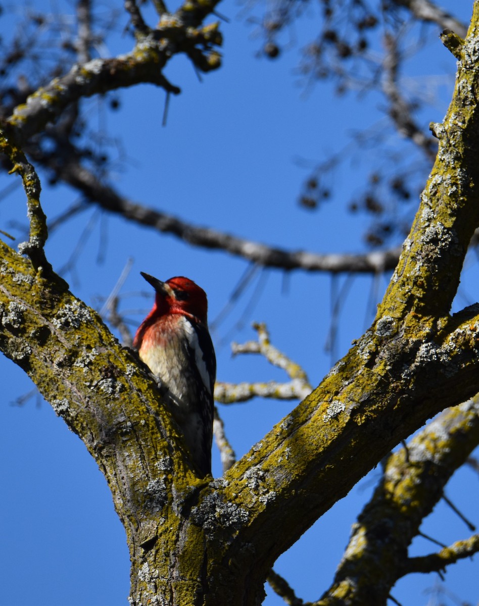 Red-breasted Sapsucker - ML528177521