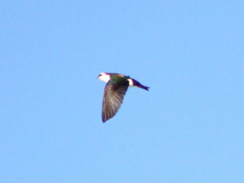 Violet-green Swallow - ML52817951