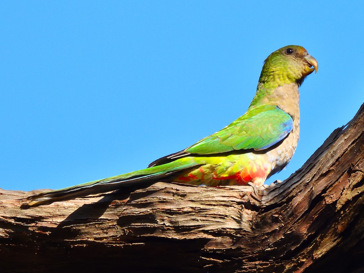 Red-capped Parrot - Colin Fisher