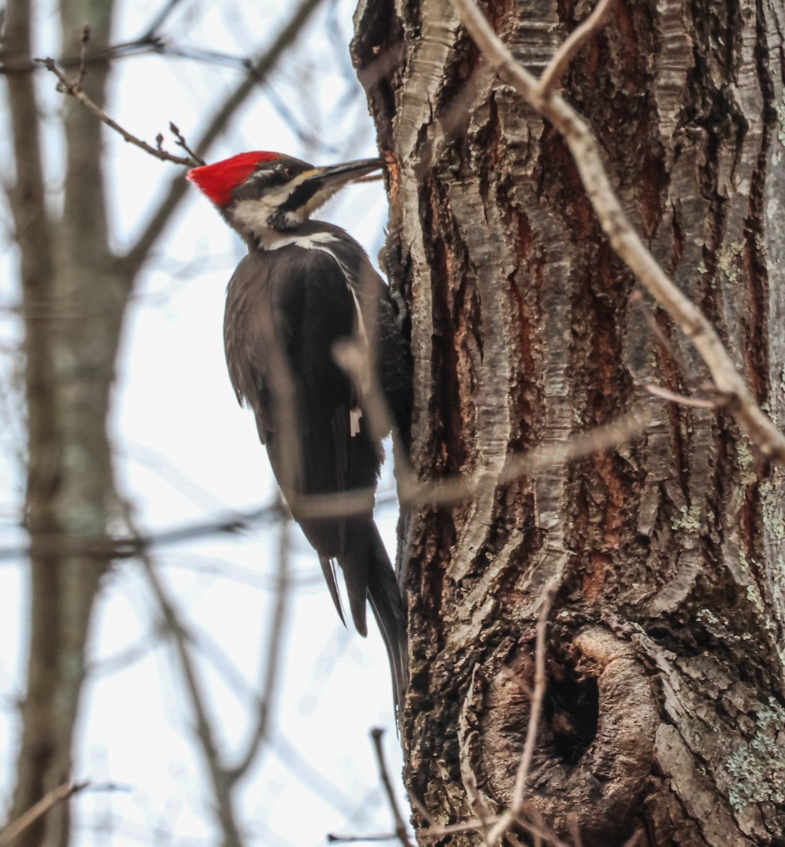 New Jersey eBird Checklist - 25 Jan 2023 - Mercer County Park - 23 species