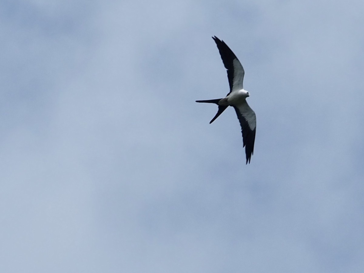 Swallow-tailed Kite - ML528191401