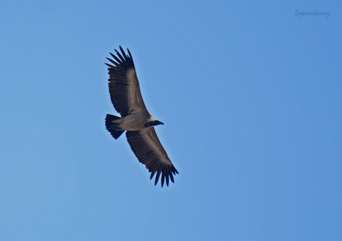 Indian Vulture - Gaja mohanraj